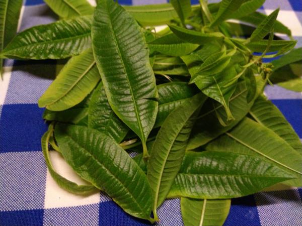 Infusão Lúcia-Lima / Limonete (Aloysia citriodora)