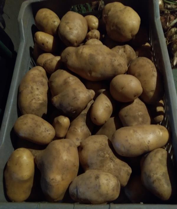 batata-branca-gria-colheita-2024-pre-o-24-00-emb-loja-da