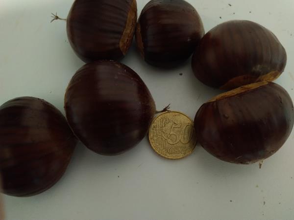 Reserve Castanhas Calib. Extra Grande 2024 (Emb. 2Kg c/ despacho CTT)