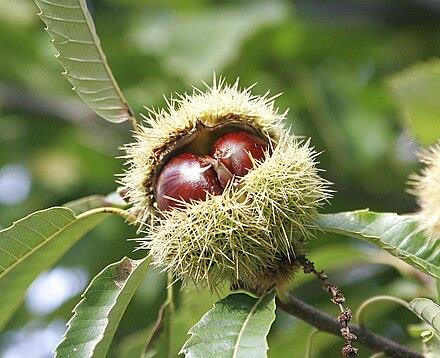 Castanha