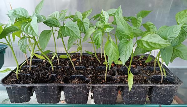 Muda pé Pimenteiros Pimentos