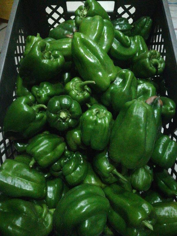 Pimento