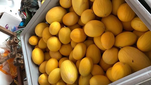 Melão amarelo