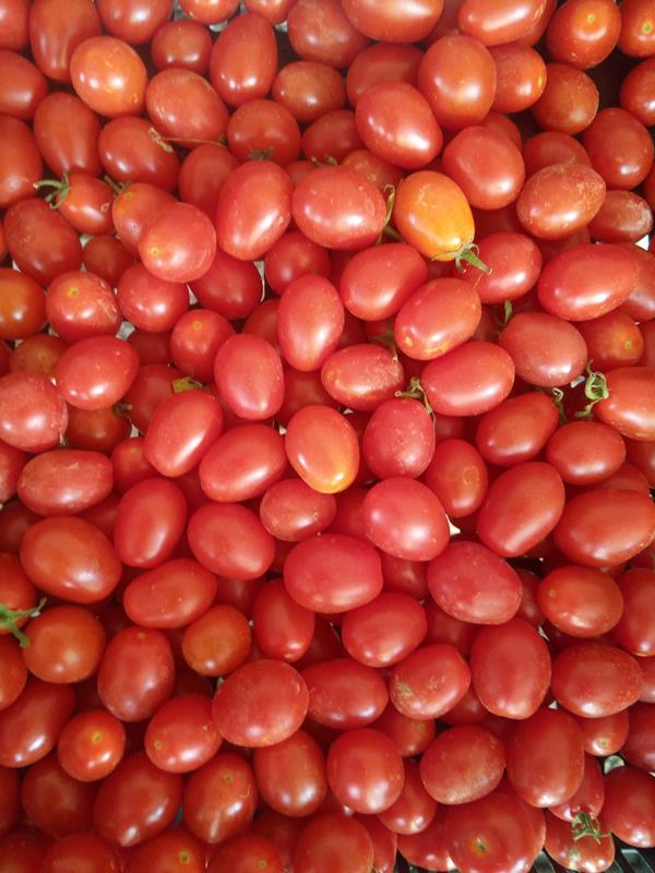 Tomate Cherry Mini Chucha
