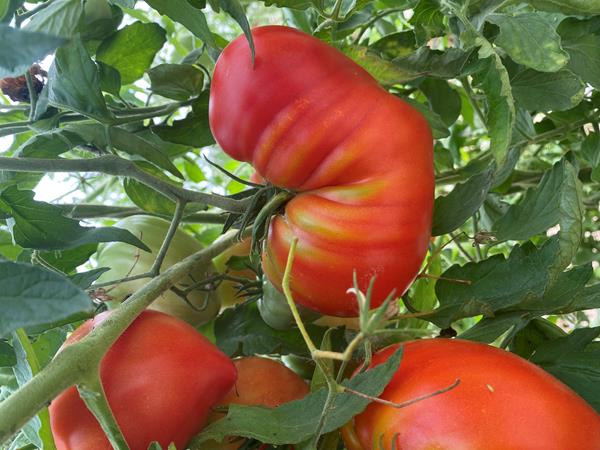 Tomate Coração de Boi Bio