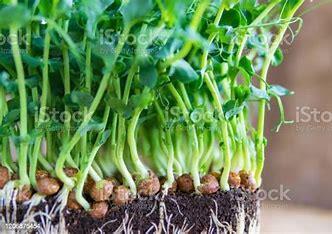 Micro vegetal ervilha (30gr)