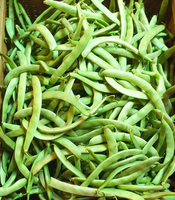 Feijão verde (rasteiro)