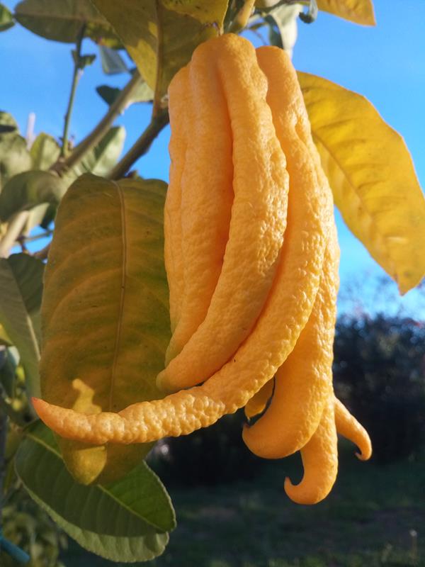 Fruta Mão de Buddha Zero Pesticidas - Preço Direto Produtor