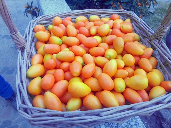 Fruta Kumquat Zero Pesticidas - Preço Direto Produtor