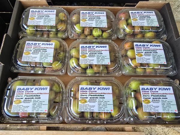 Fruta Baby Kiwi Zero Pesticidas - Preço Direto Produtor