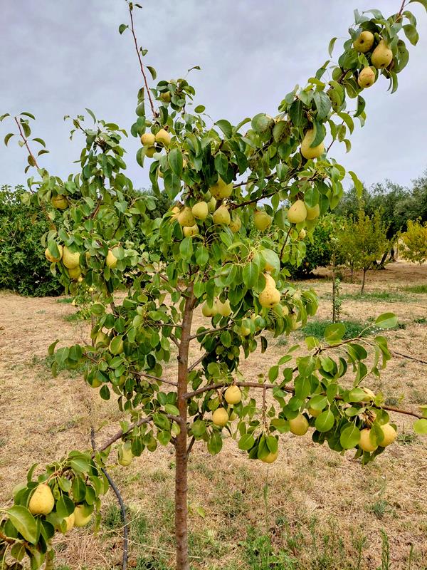 Pêras