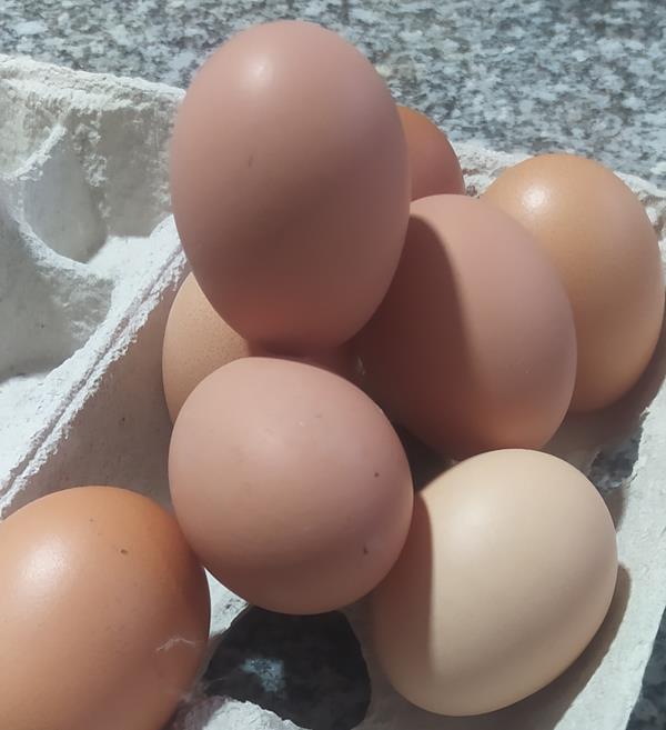 Ovos (Galinhas felizes ao ar livre)