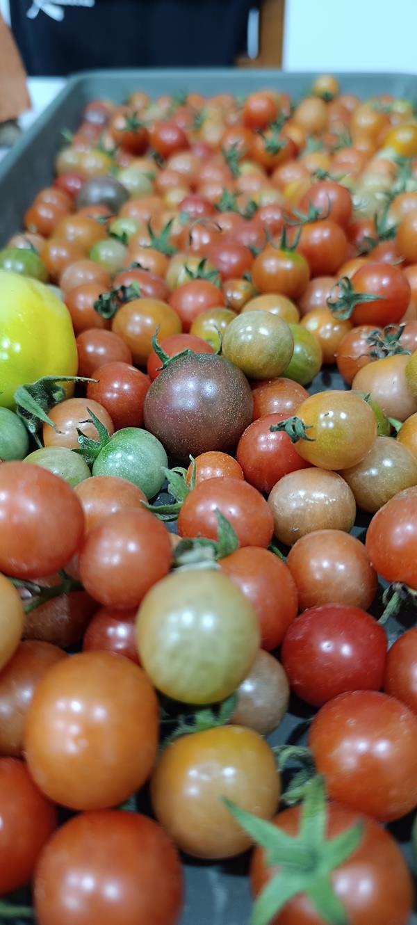 Tomate cherry multicolor