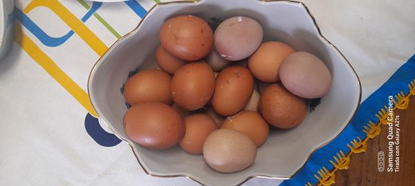 Ovos de Galinhas do Campo