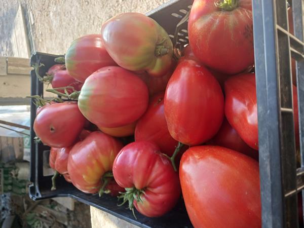 Tomate coração de boi