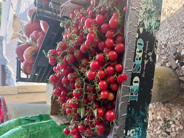 Tomate cereja (clonado) (clonado)