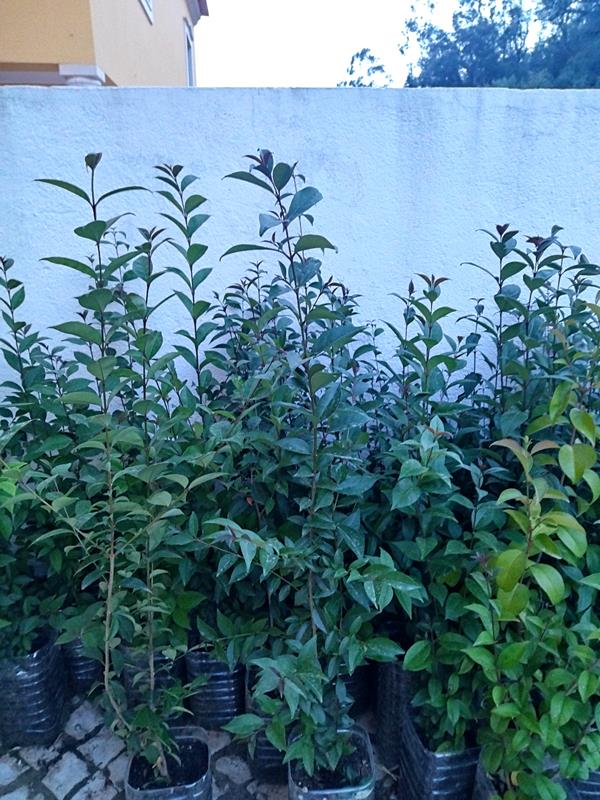 Arbusto vedação, sebe, árvore - Ligustrum japonicum