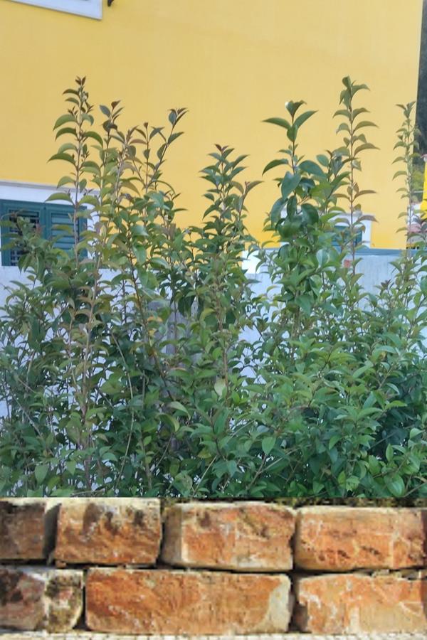 Arbusto vedação, sebe, árvore - Ligustrum japonicum (clonado)