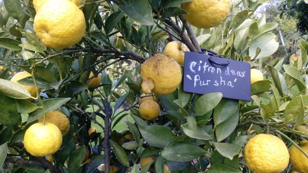 Limão doce "Pursha"
