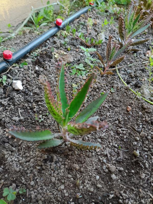 Muda de Suculenta Aranto (Mãe de Milhares) – Planta Ornamental Fácil de Cuidar