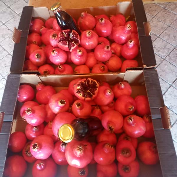Romã Bio - variedade aco