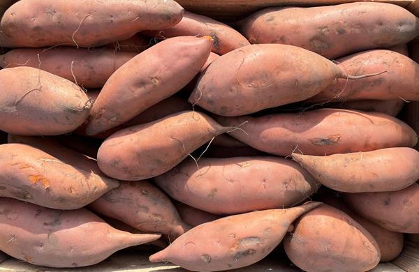 Batata doce laranja