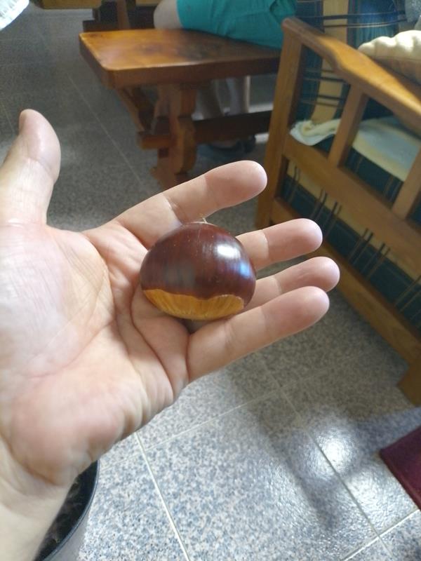 Castanha classe A
