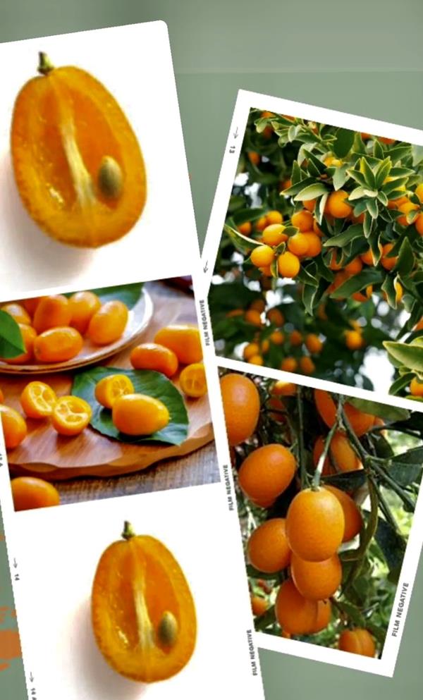 Kumquats, Preço 6,50 €/kg Loja da Reforma Agrária