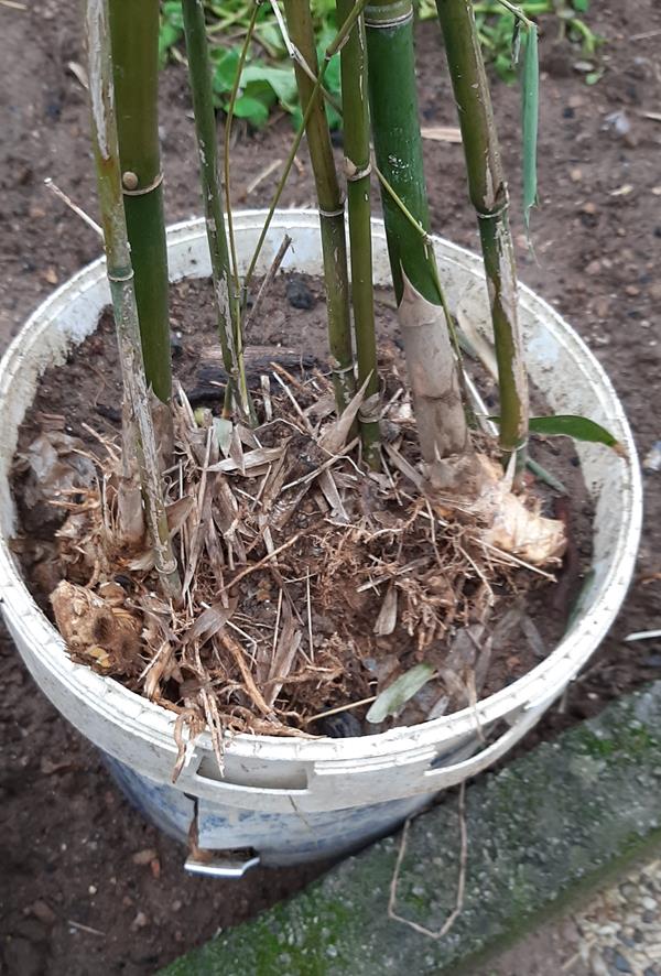 Bambo em Vaso