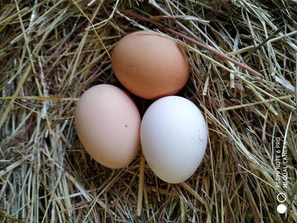 Ovos de Galinha do campo