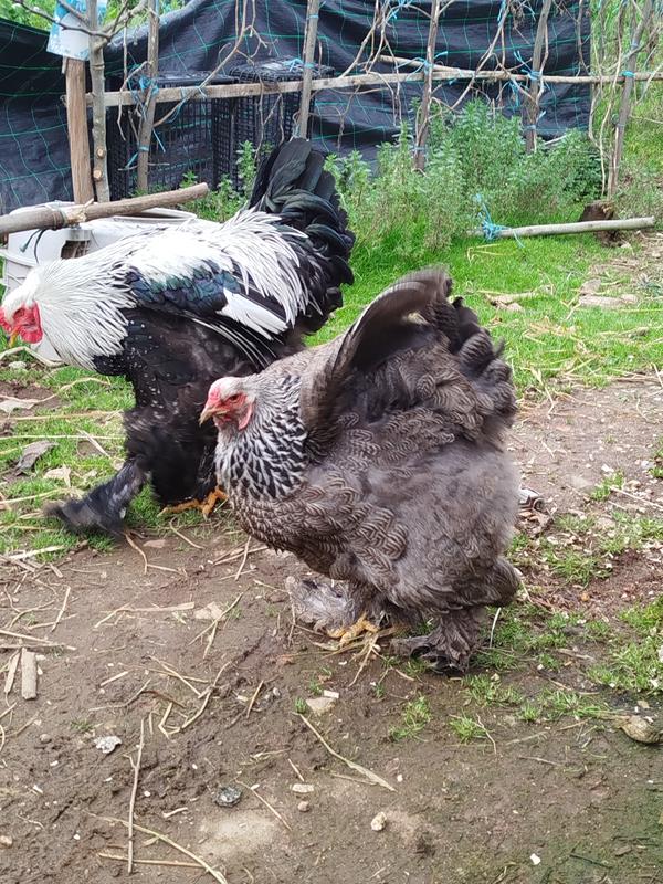 Ovos férteis de Brahma Dark