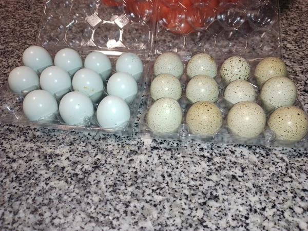 Ovos de Codorniz  para incubação