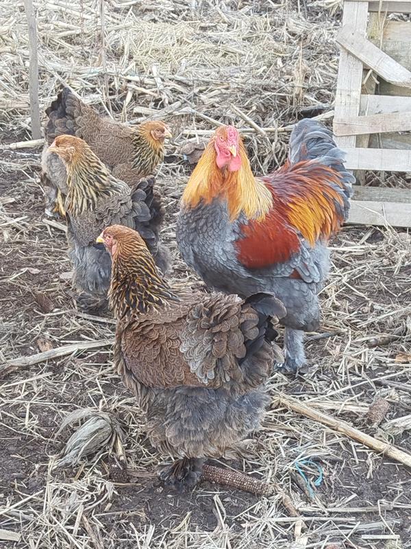 Ovos Galinha Brahma Perdiz para incubação