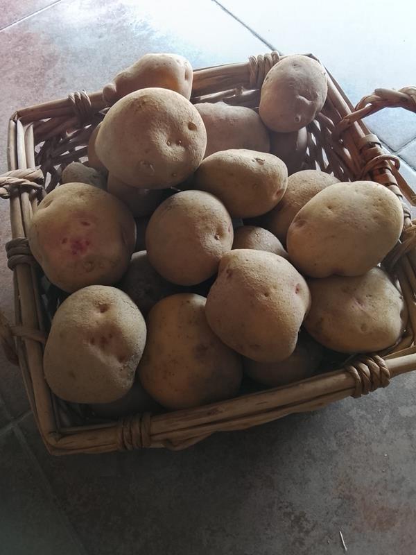 Batata
