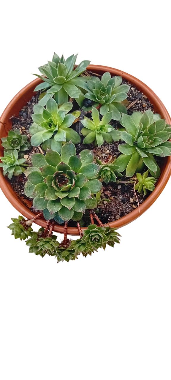 Suculentas várias em vaso de barro