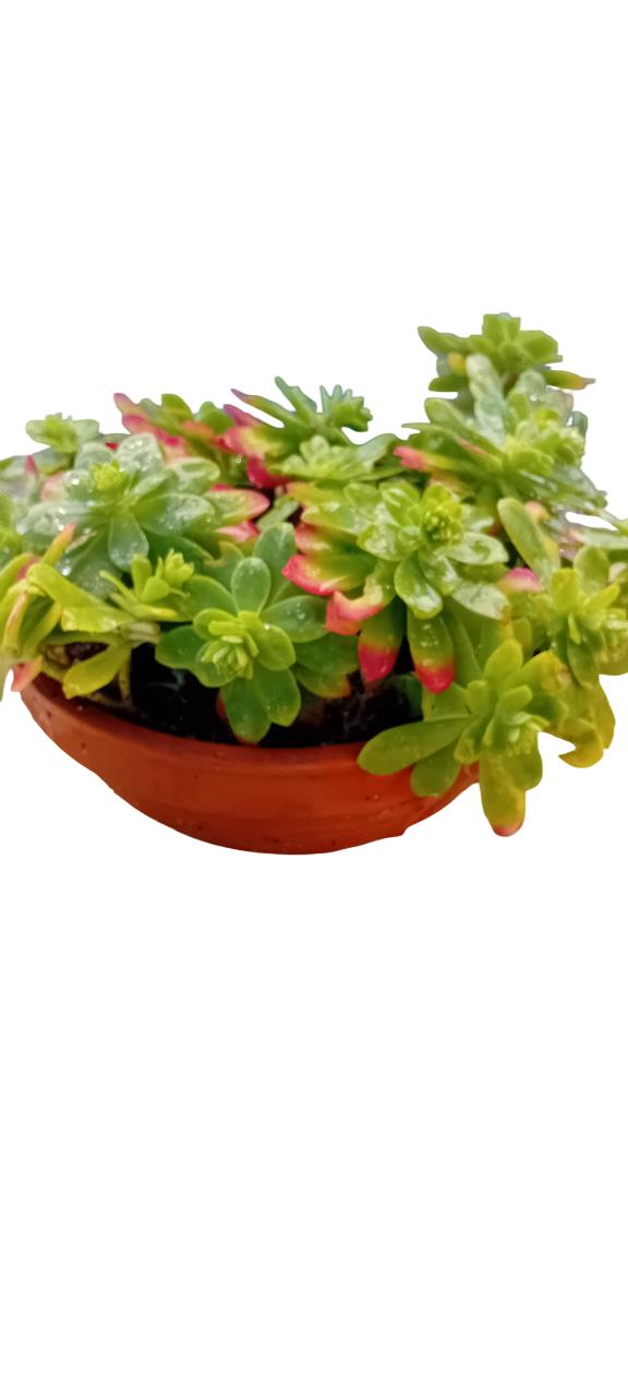 Suculentas várias em vaso de barro