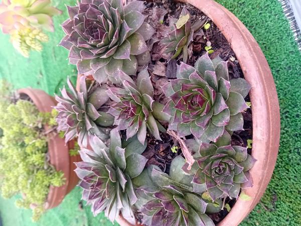 Suculentas várias em vaso de barro