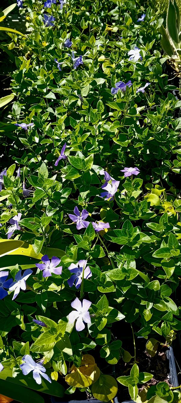 Vinca Maior folha variegada ou nao variegada