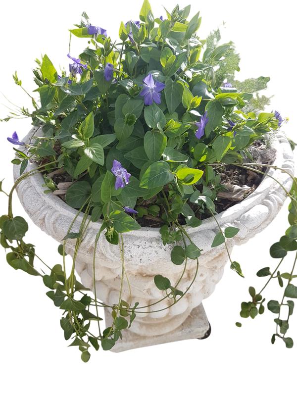 Vinca Maior folha variegada ou nao variegada