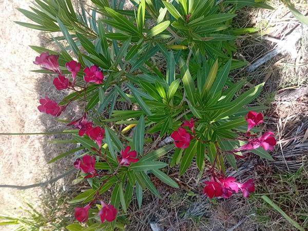 Loendro / Oleandro cor de rosa escuro