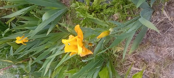 Iris planta
