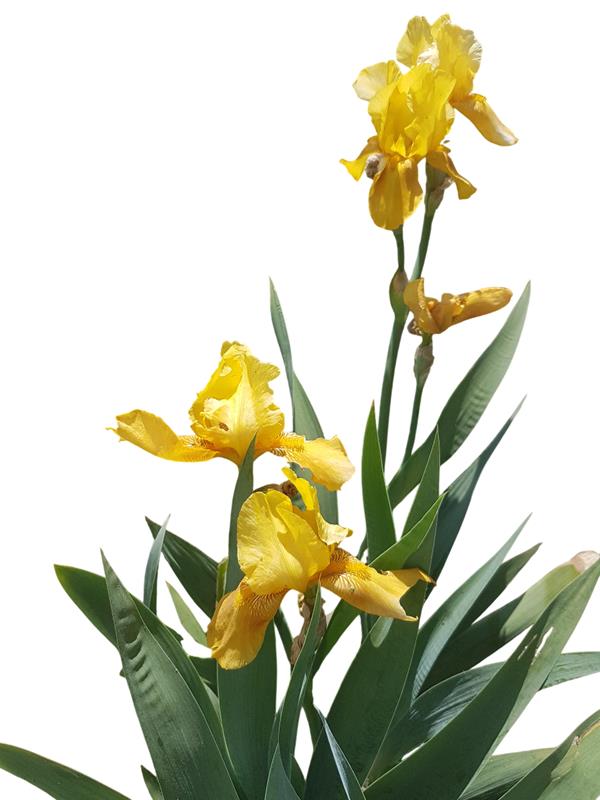 Iris amarela planta em vaso