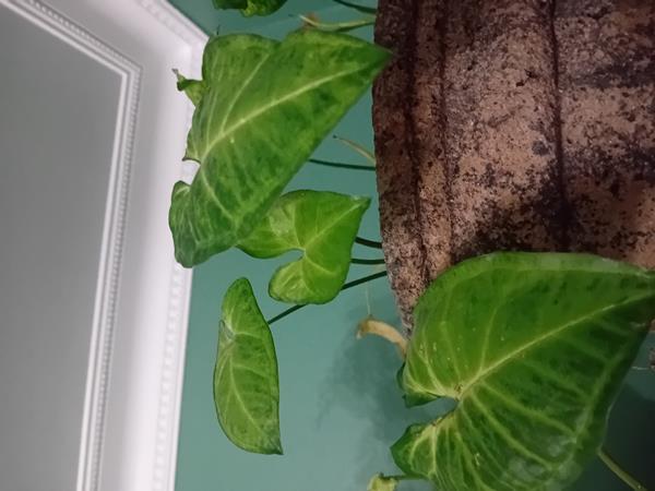 Syngonium Podophyllum