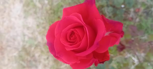 Roseira Grandiflora rosa vermelha