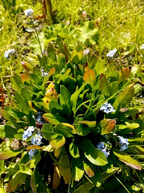 Miosotis planta em vaso lote de 6