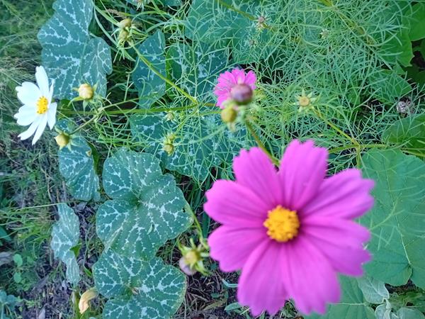 Cosmos va