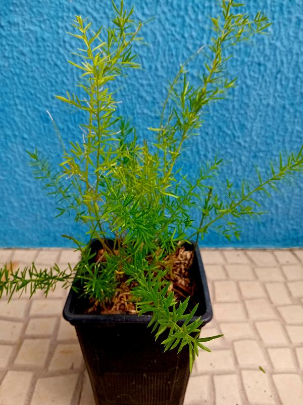Aspargo Alfinete - Asparagus Densiflorus Sprengeri