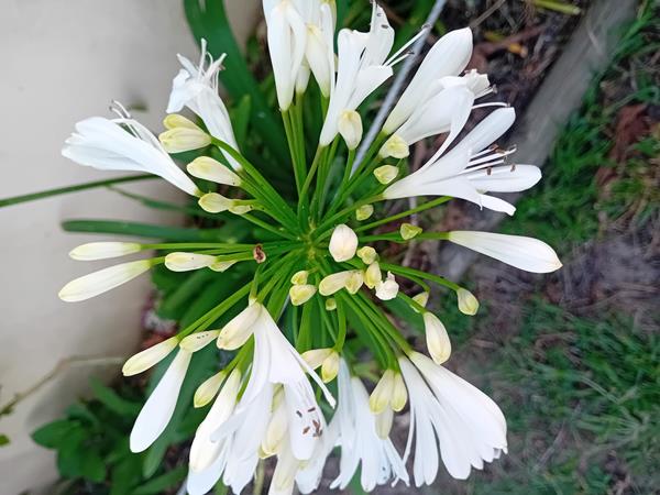 Agapanto Lirio Africano branco em vaso