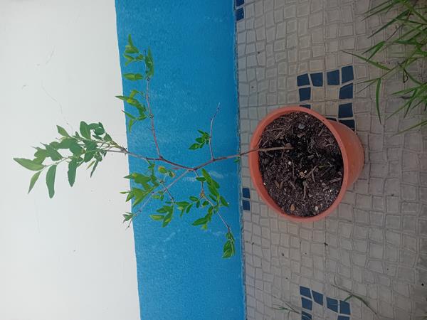 Árvore Jojoba