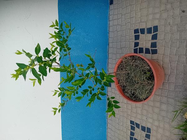 Árvore Jojoba